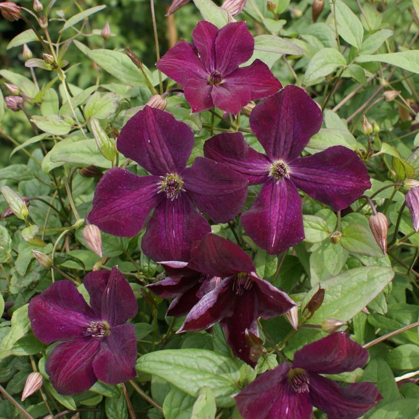 Clematis viticella Royal Velours (Floración)