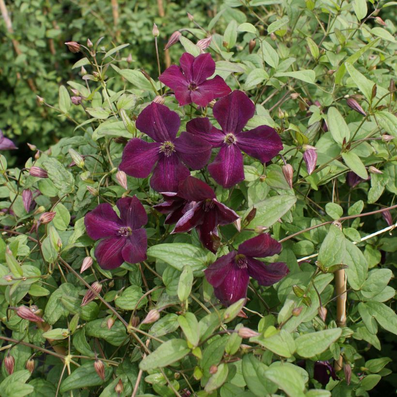 Clematis viticella Royal Velours (Porte)