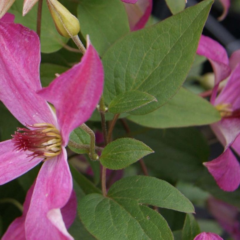 Clematis Wonderful (Follaje)