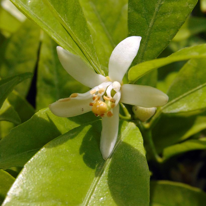 Clementina Clémentine - Citrus clementina (Floración)