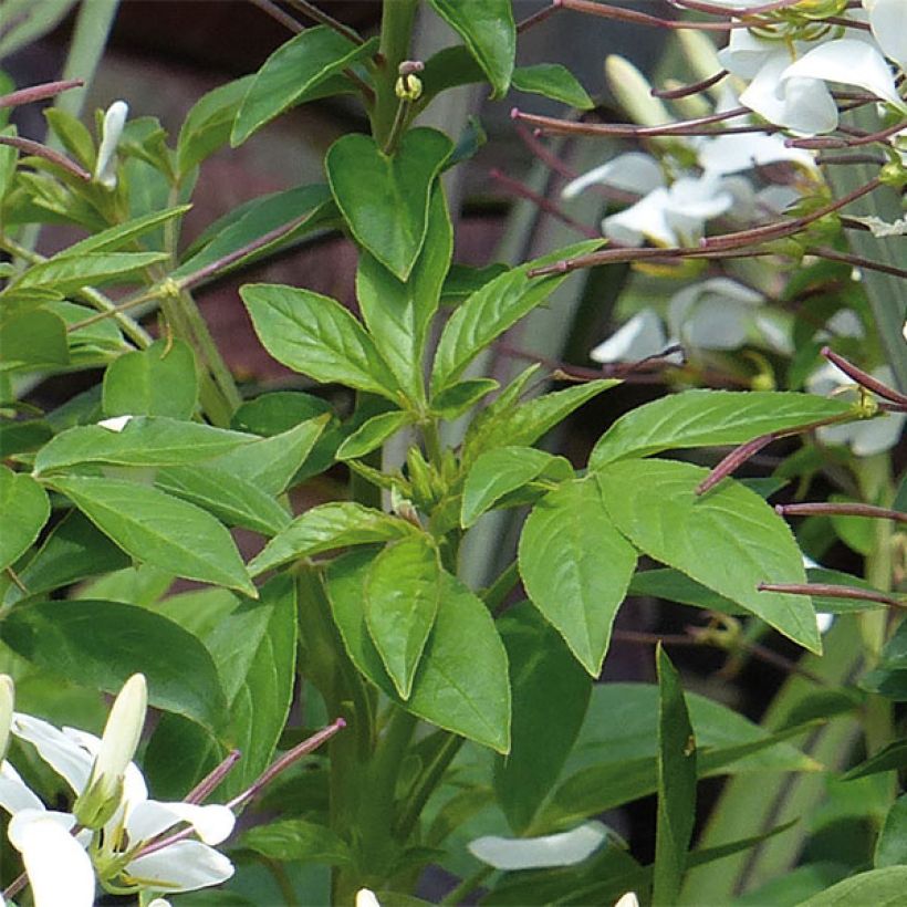 Flor araña - Cleome Senorita Blanca (Follaje)