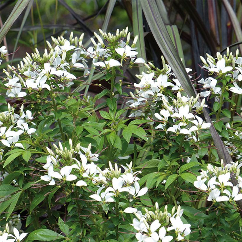 Flor araña - Cleome Senorita Blanca (Floración)