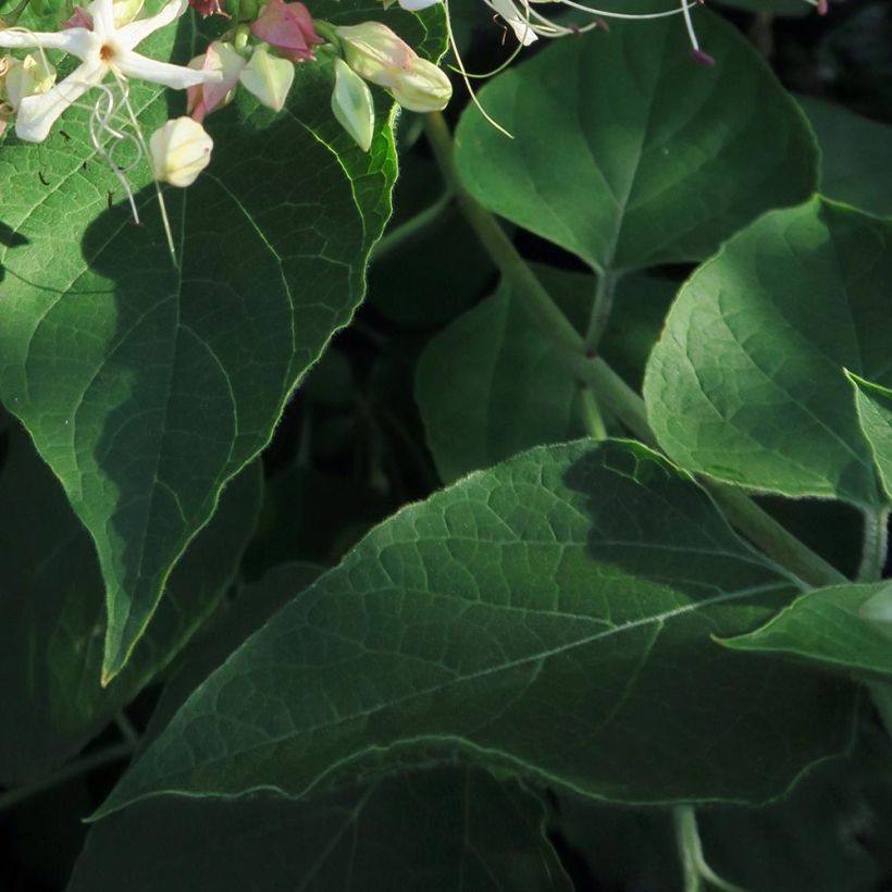 Clerodendrum trichotomum Fargesii - Arbol del destino (Follaje)