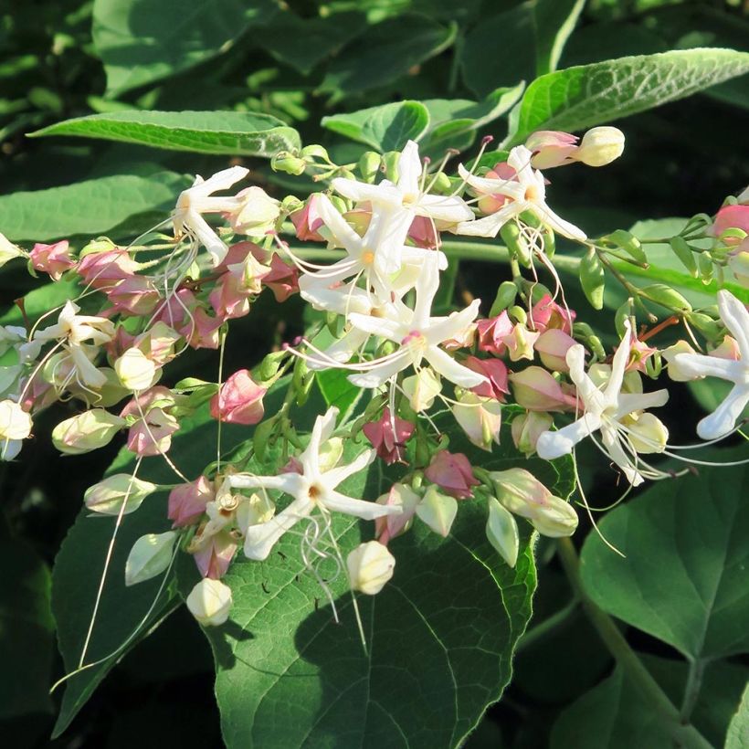 Clerodendrum trichotomum Fargesii - Arbol del destino (Floración)