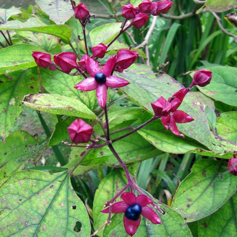 Clerodendrum trichotomum Fargesii - Arbol del destino (Cosecha)