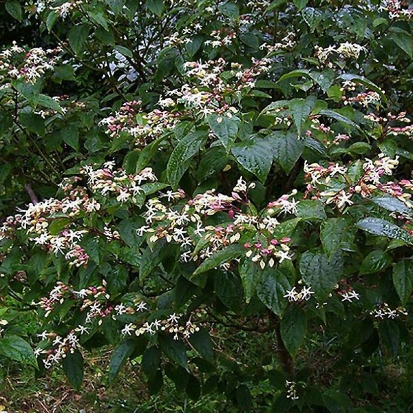 Clerodendrum trichotomum Fargesii - Arbol del destino (Porte)