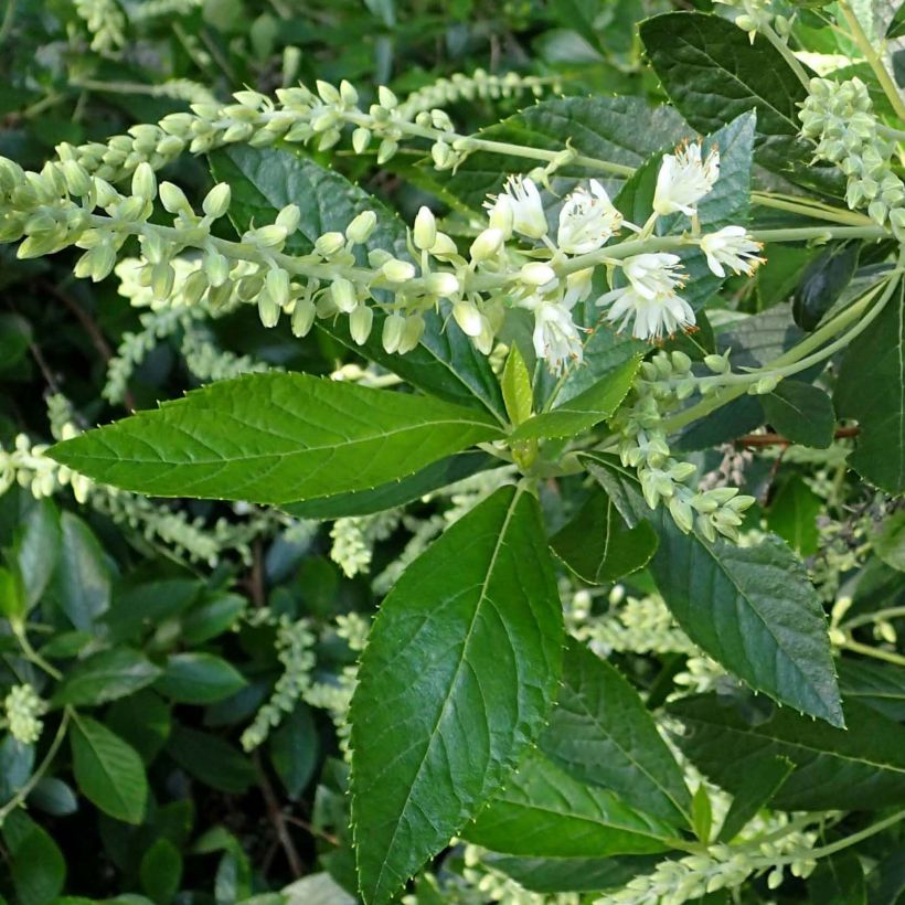 Clethra alnifolia Hummingbird - Arbusto de la pimienta dulce (Follaje)