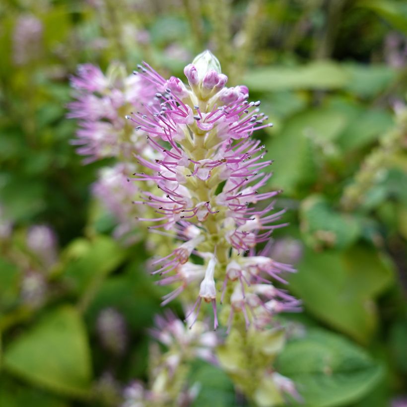 Clethra alnifolia Hummingbird - Arbusto de la pimienta dulce (Floración)