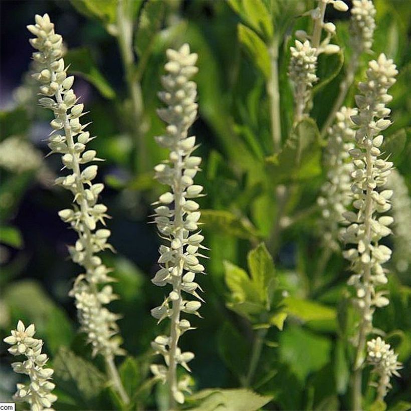 Clethra alnifolia Sixteen Candles - Arbusto de la pimienta dulce (Floración)