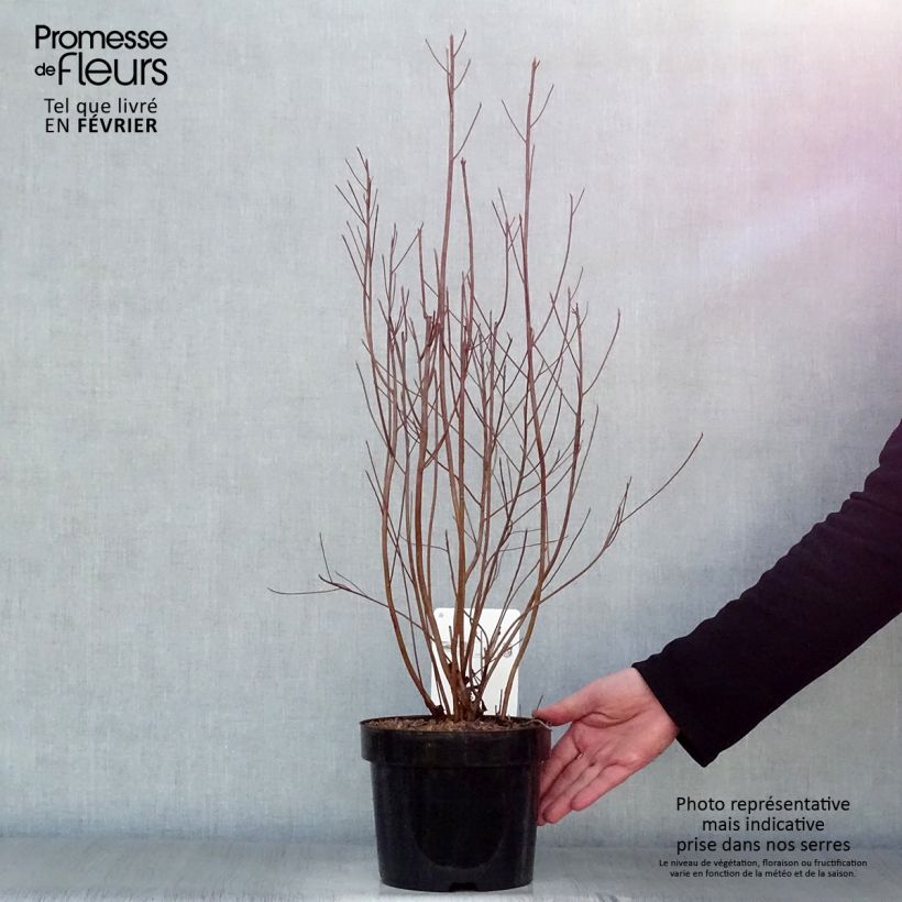 Clethra barbinervis Pot de 3L/4L Ejemplar entregado en invierno