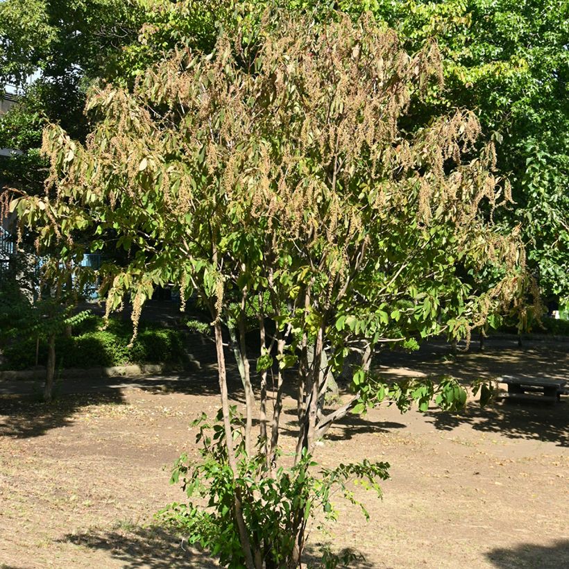 Clethra barbinervis (Porte)