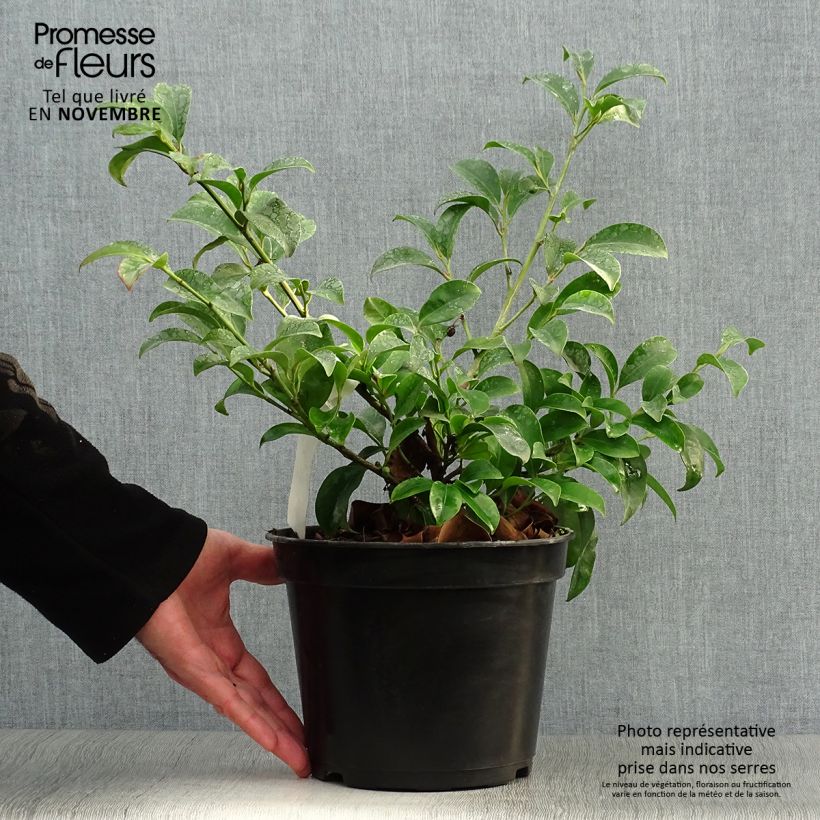 Ejemplar de Cleyera japonica - Cleyera du Japon Pot de 4L/5L entregado en otoño