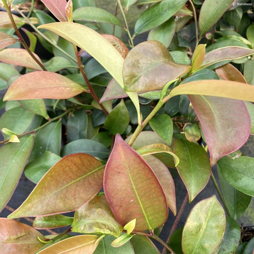 Cleyera japonica (Follaje)