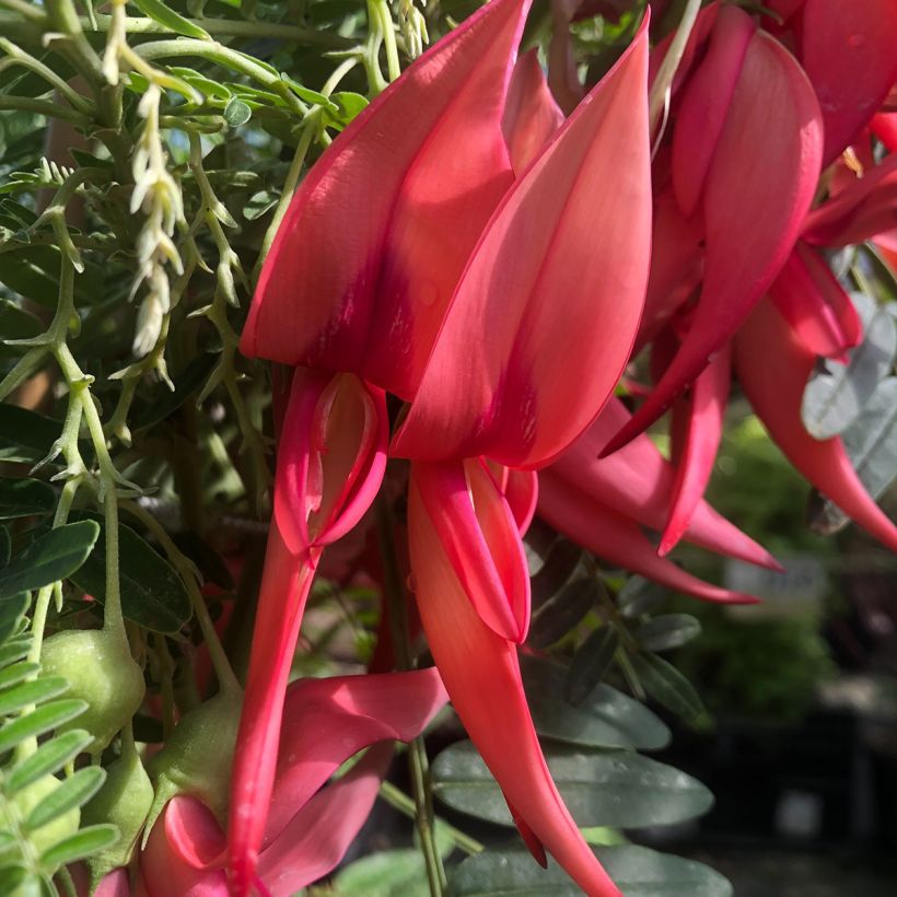 Clianthus puniceus Flamingo - Kakabeak (Floración)