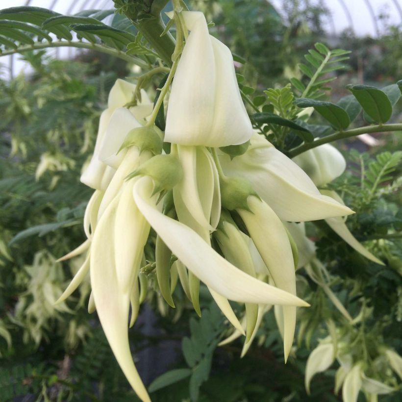 Clianthus puniceus White Heron - Kakabeak (Floración)