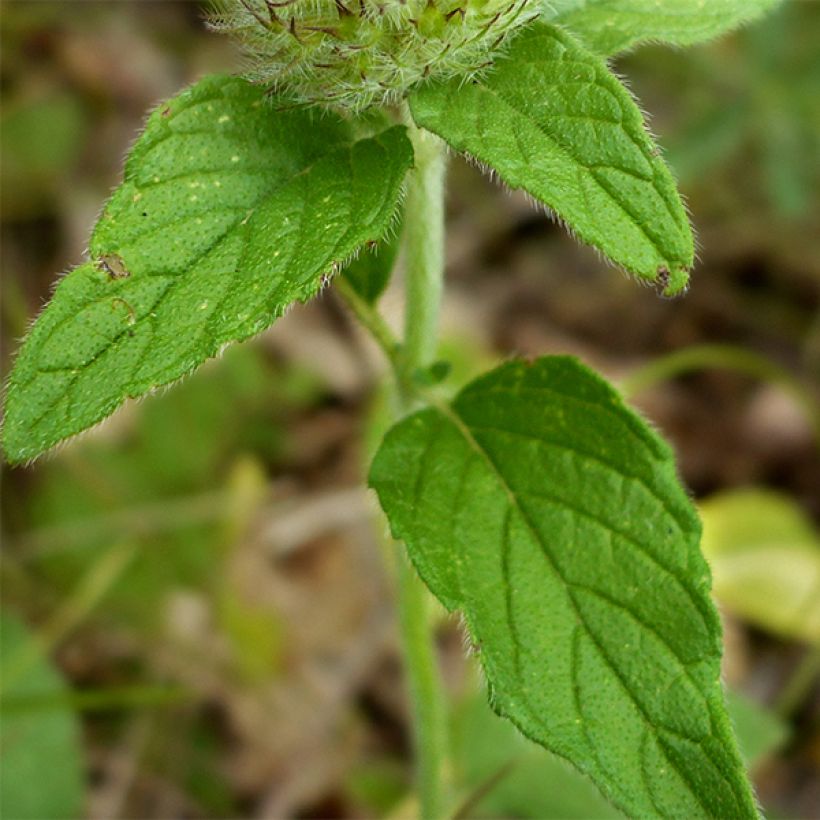 Clinopodium vulgare (Follaje)