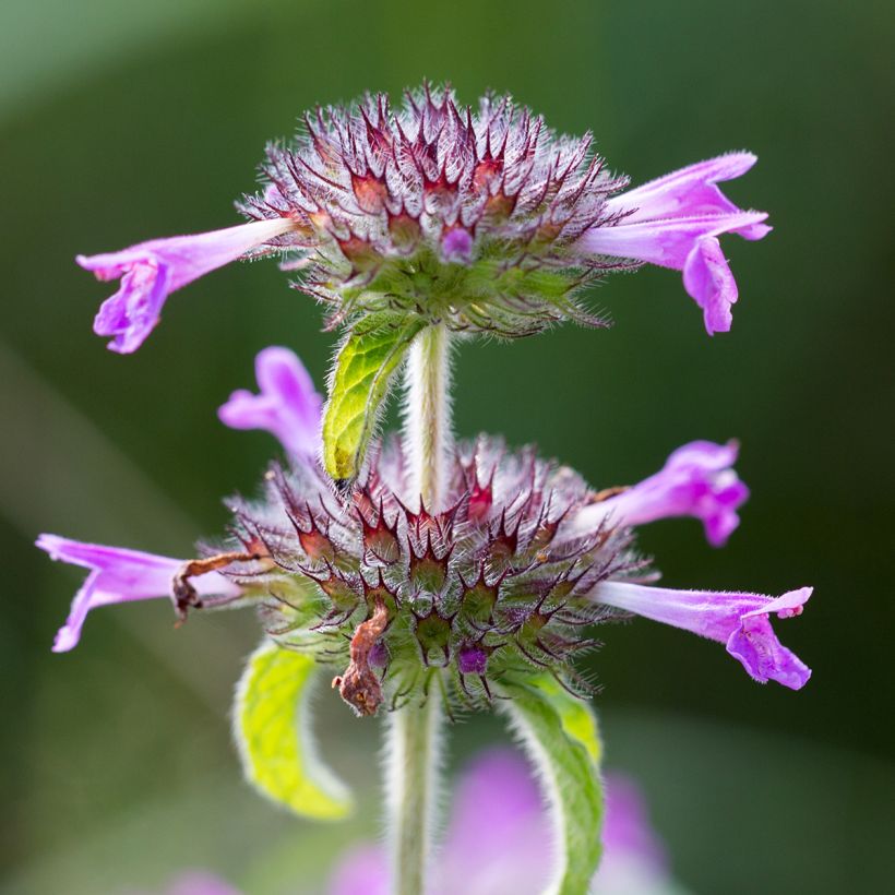 Clinopodium vulgare (Floración)