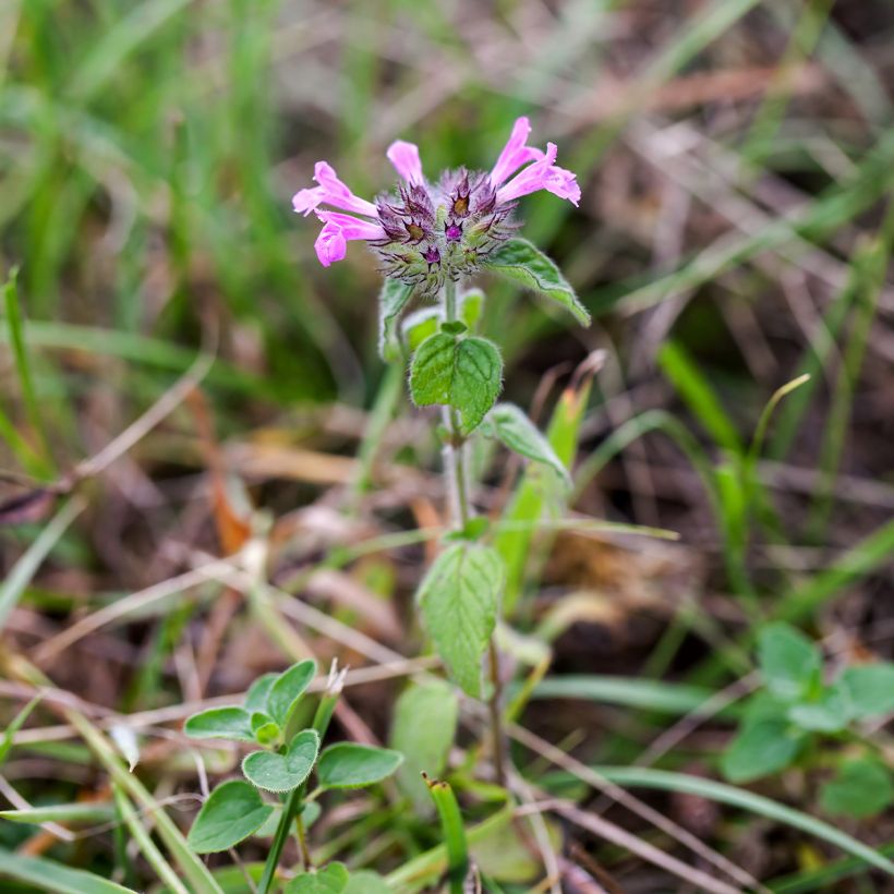 Clinopodium vulgare (Porte)