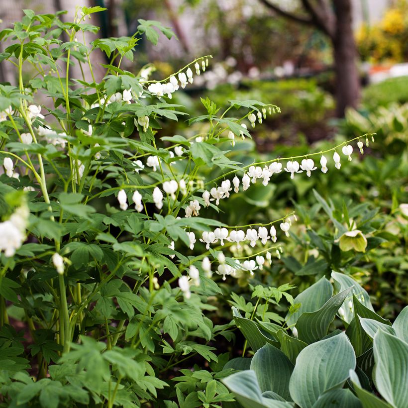 Dicentra spectabilis Alba (Porte)