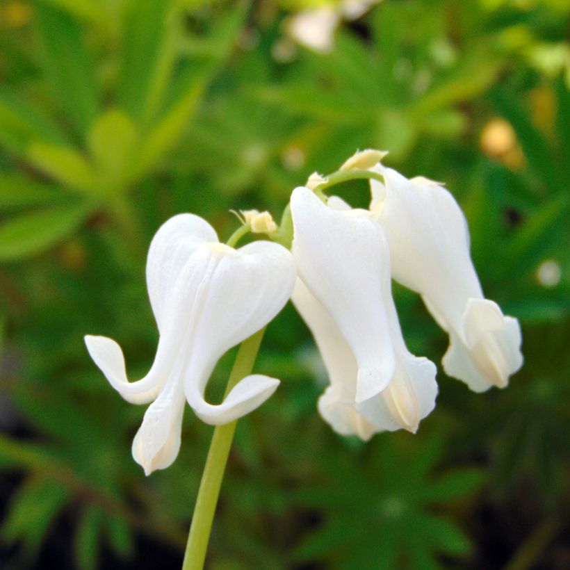 Dicentra Ivory Hearts (Floración)