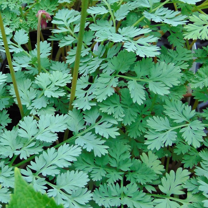 Dicentra King of Hearts (Follaje)