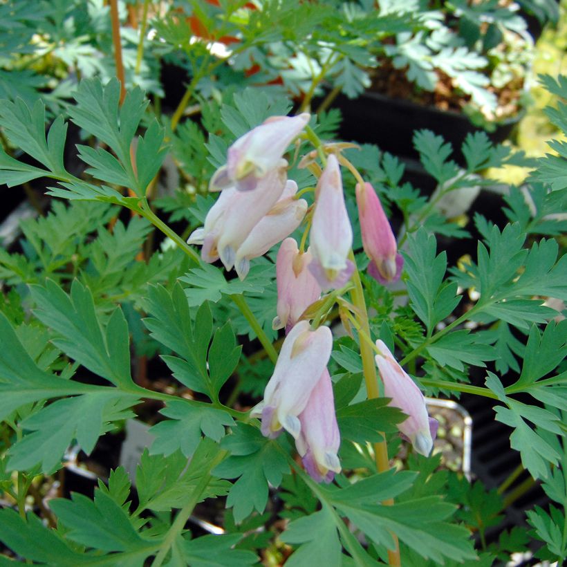 Dicentra eximia Stuart Boothman (Floración)