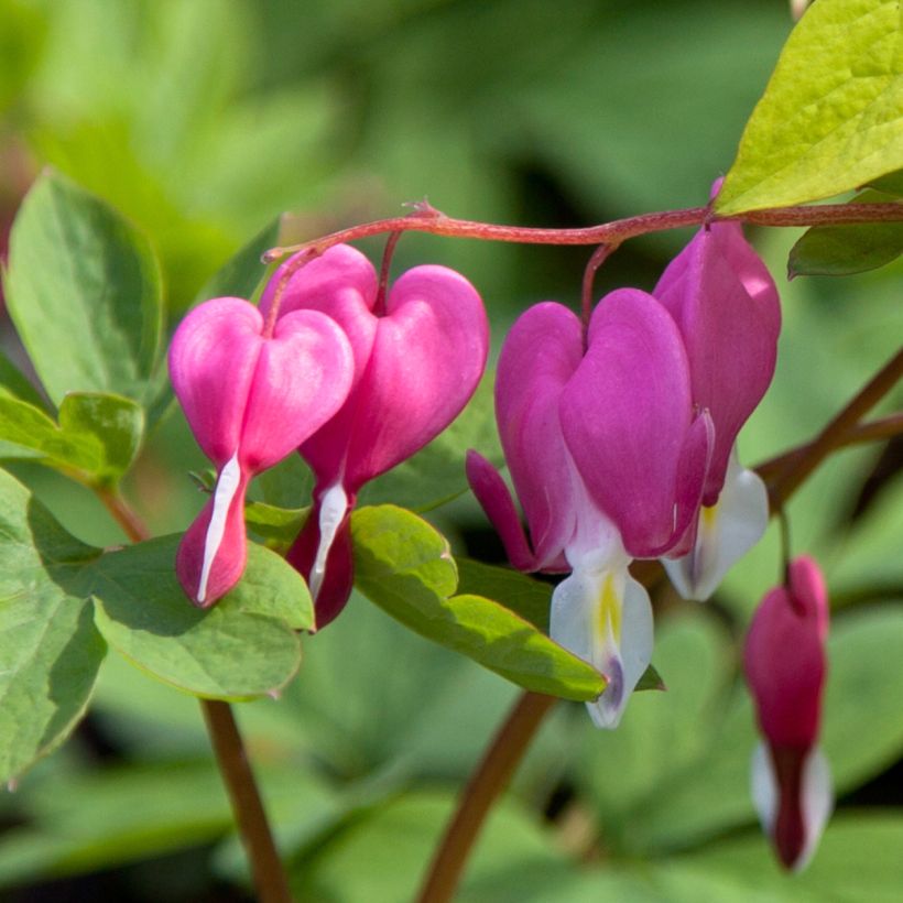 Dicentra spectabilis Yellow Leaf (Floración)