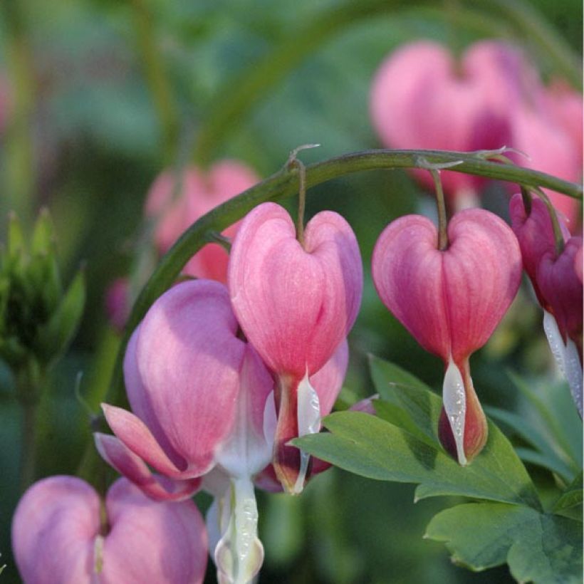 Dicentra spectabilis - Flores en el corazón (Floración)