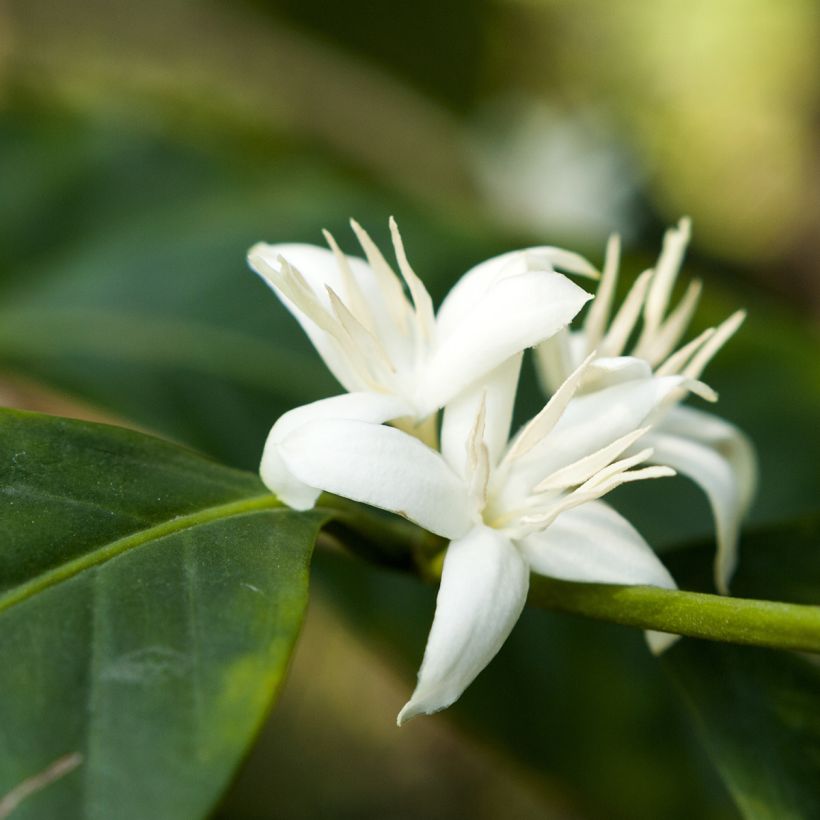 Cafeto - Coffea arabica (Floración)