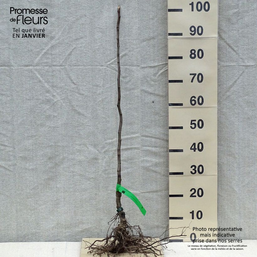 Cognassier Monstrueux de Vranja Bio Racines nues Ejemplar entregado en invierno