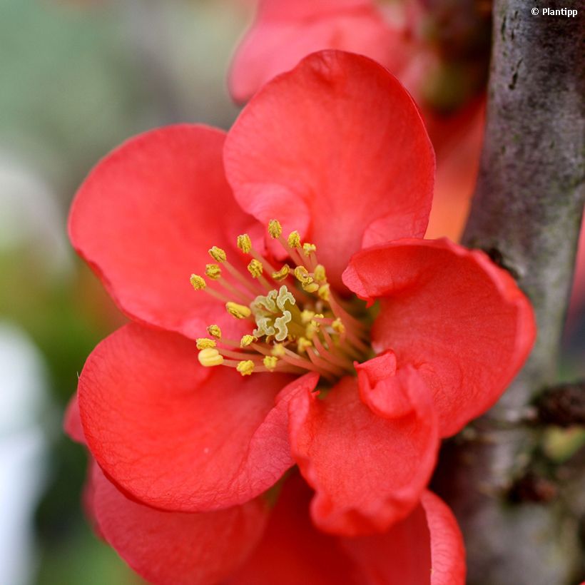 Membrillero del Japón Red Kimono - Chaenomeles speciosa (Floración)