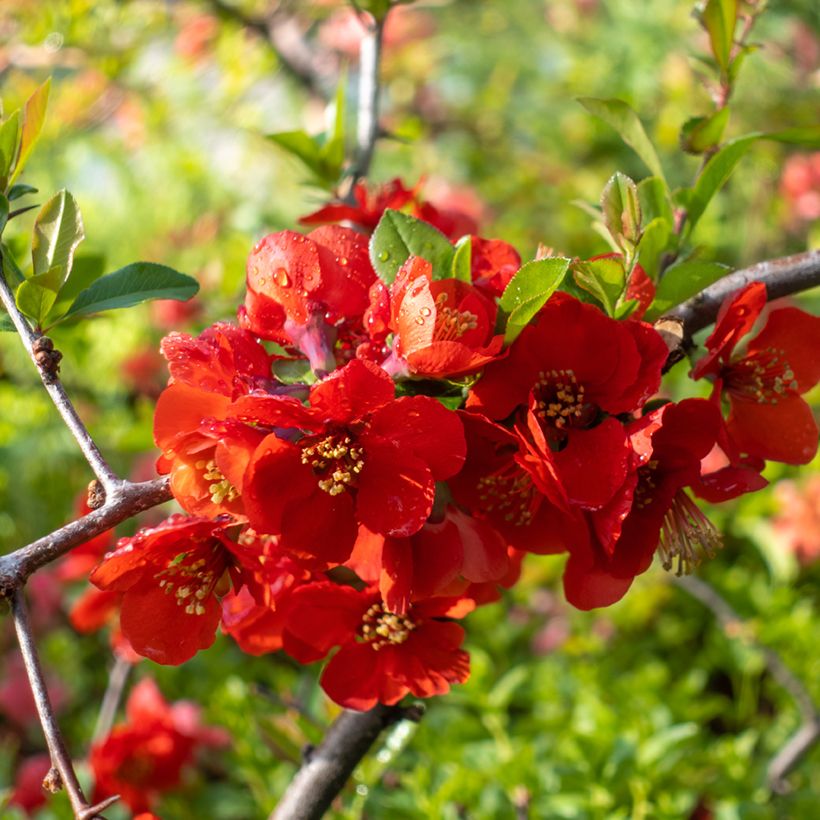 Membrillero del Japón Texas Scarlet - Chaenomeles superba (Floración)