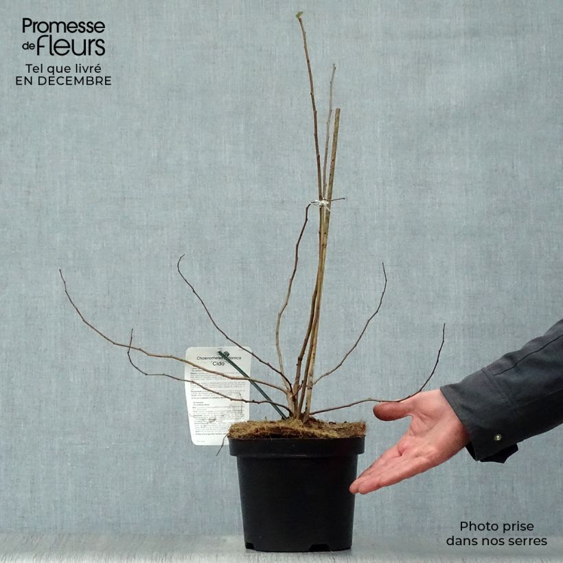 Cognassier du Japon Cido - Chaenomeles japonica Pot de 2L/3L Ejemplar entregado en invierno