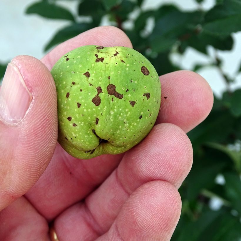 Membrillero del Japón Clementine - Chaenomeles speciosa (Cosecha)