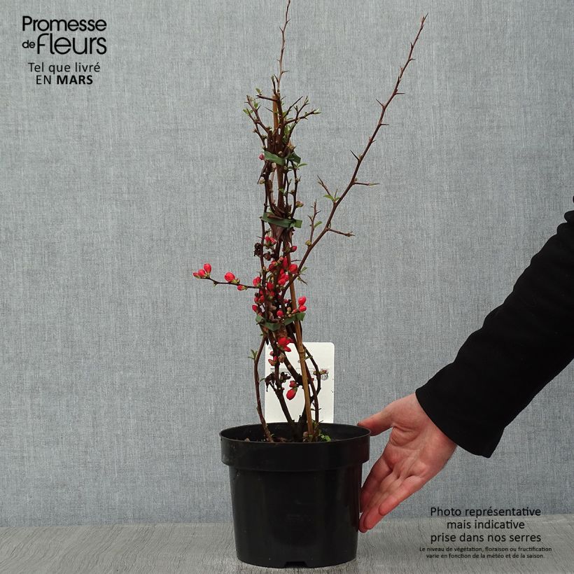 Cognassier du Japon Clementine - Chaenomeles superba Pot de 3L/4L Ejemplar entregado en invierno