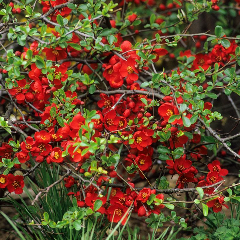 Membrillero del Japón Crimson and Gold - Chaenomeles superba (Floración)