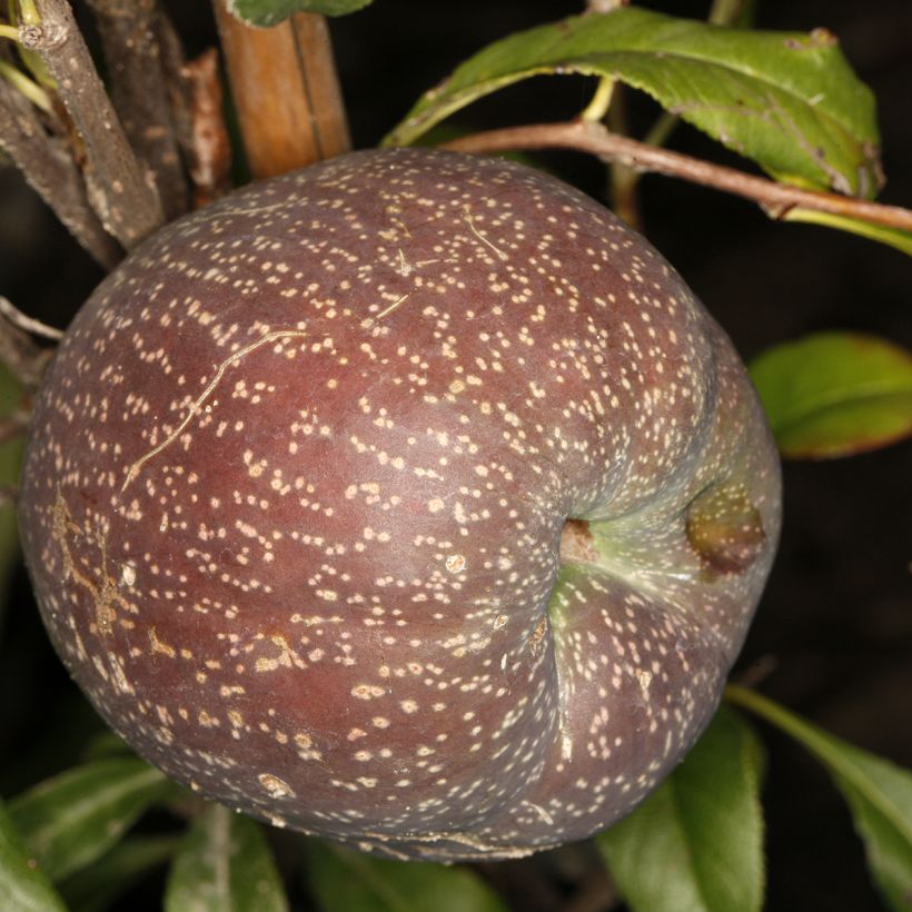 Membrillero del Japón Flocon Rose - Chaenomeles speciosa (Cosecha)