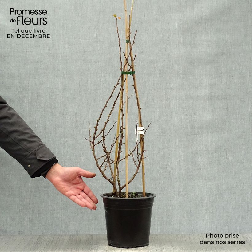 Cognassier du Japon Friesdorfer - Chaenomeles speciosa en pot de 3/4L Ejemplar entregado en invierno