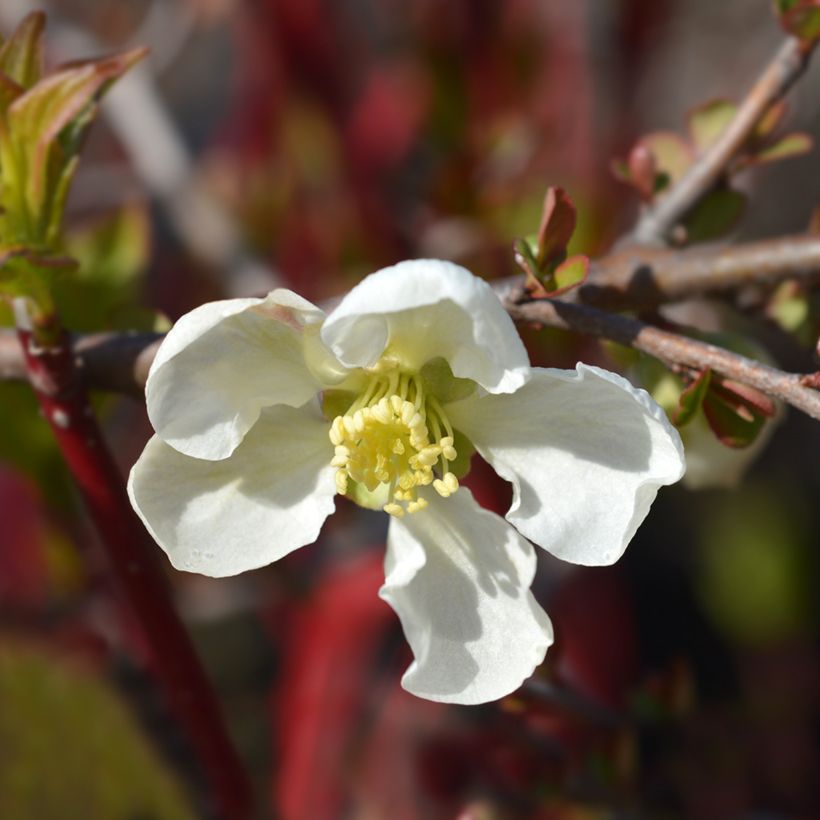 Membrillero del Japón Jet Trail - Chaenomeles superba (Floración)