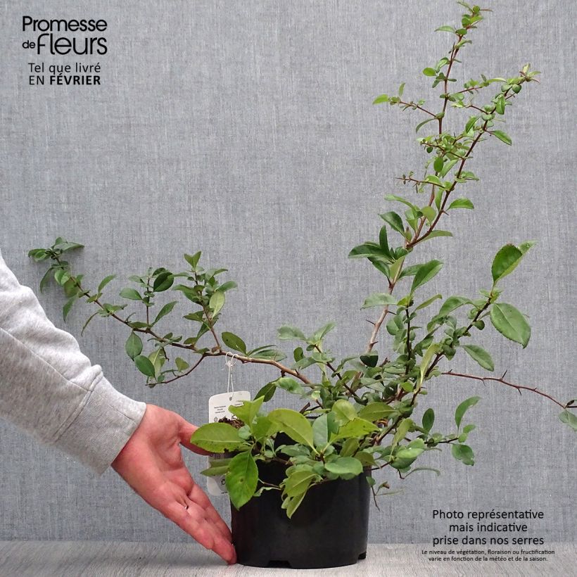 Ejemplar de Cognassier du Japon Nicoline 30/40cm en pot de 2L/3L - Chaenomeles superba  entregado en otoño