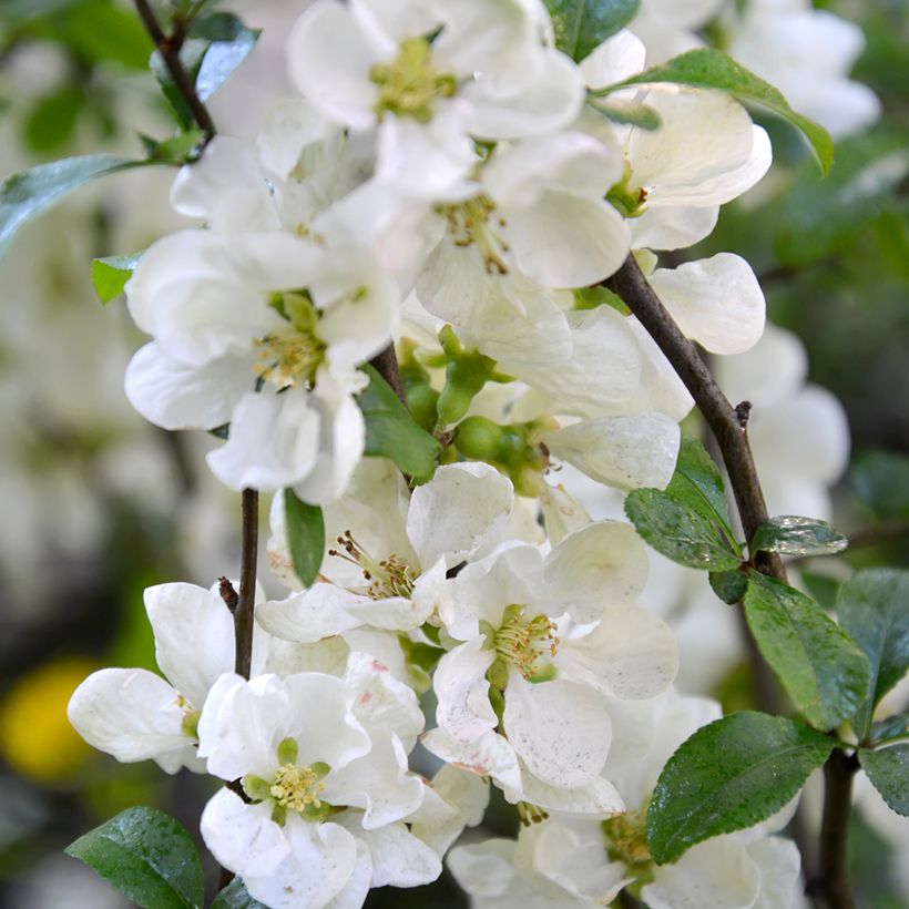 Membrillero del Japón Nivalis - Chaenomeles speciosa (Floración)