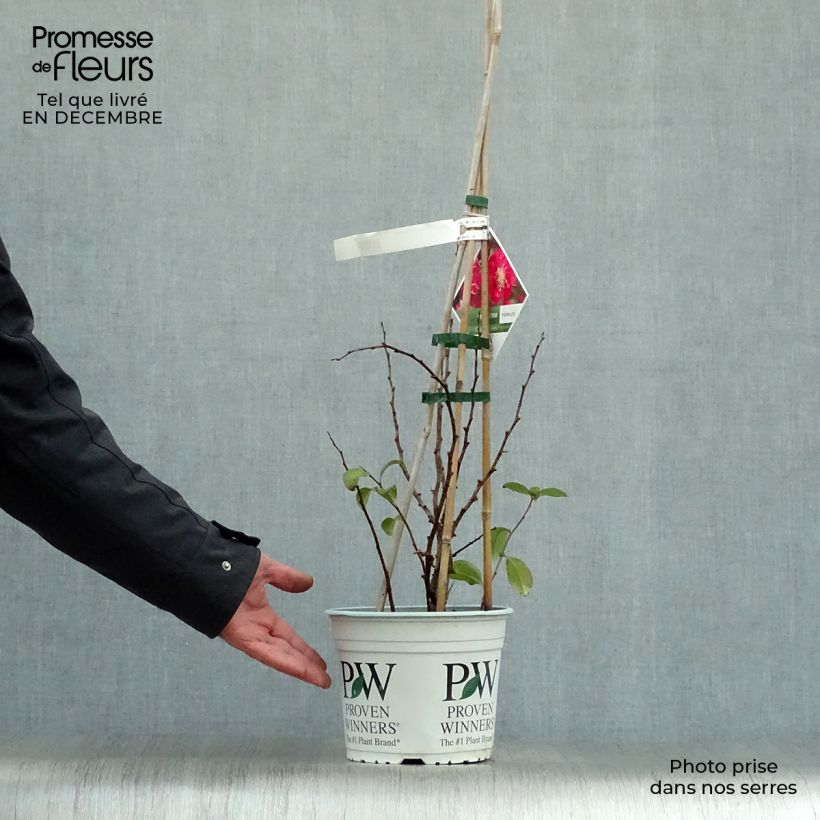 Cognassier du Japon Pink Storm - Chaenomeles speciosa  Pot de 2L/3L Ejemplar entregado en invierno