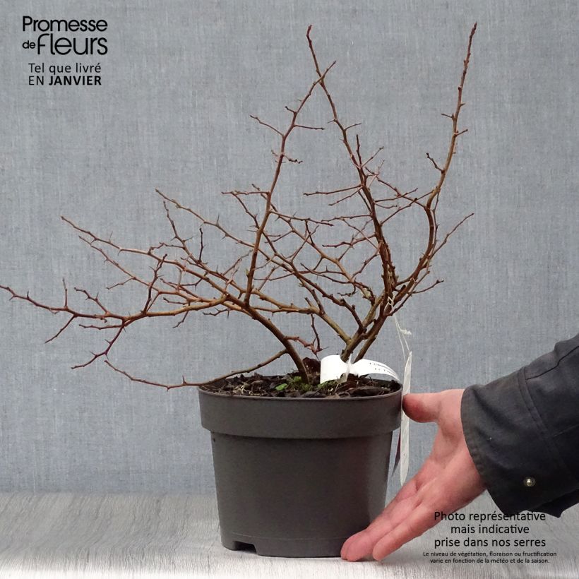 Cognassier du Japon Sargentii - Chaenomeles japonica Pot de 3L/4L Ejemplar entregado en invierno