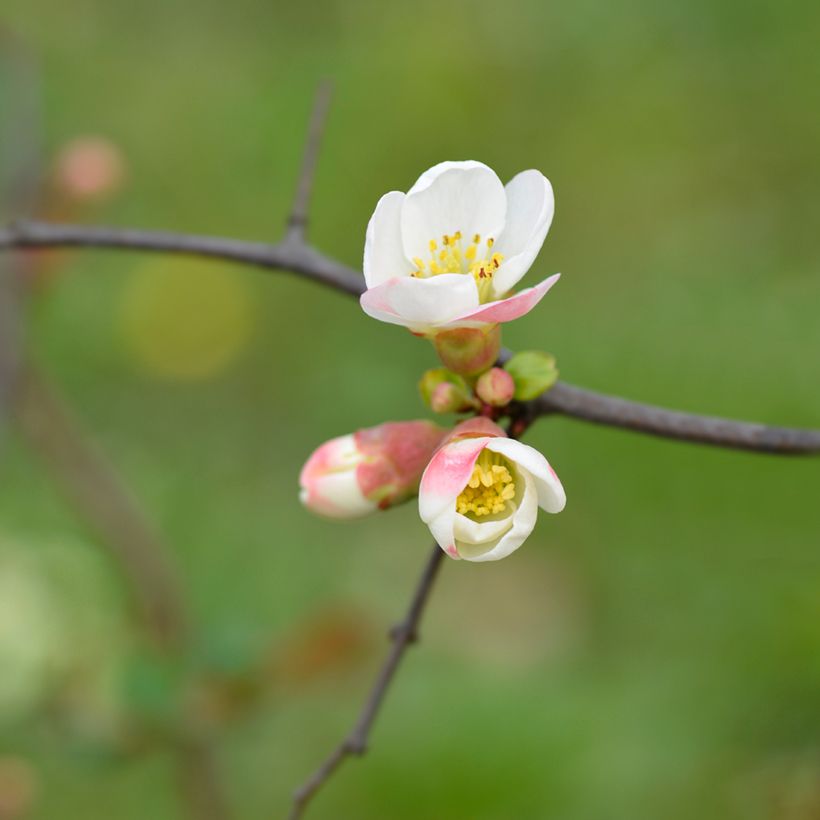 Membrillero del Japón Toyo-Nishiki - Chaenomeles speciosa (Floración)