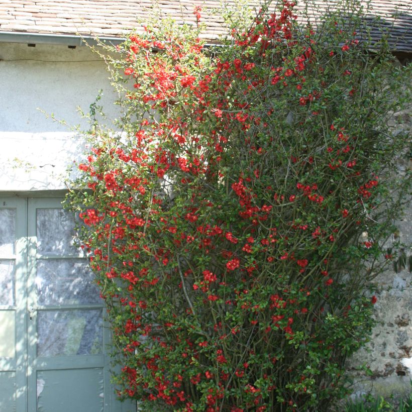 Membrillero del Japón Fire dance - Chaenomeles speciosa (Porte)