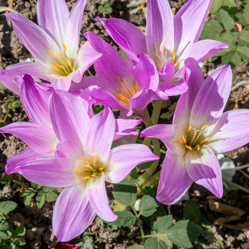 Colchicum speciosum (Floración)