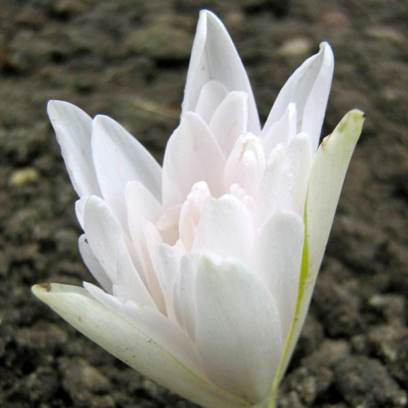 Colchicum autumnale Alboplenum - Cólquico (Floración)