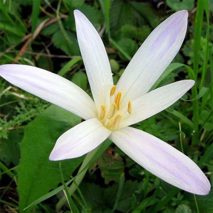 Colchicum autumnale Album - Cólquico (Floración)