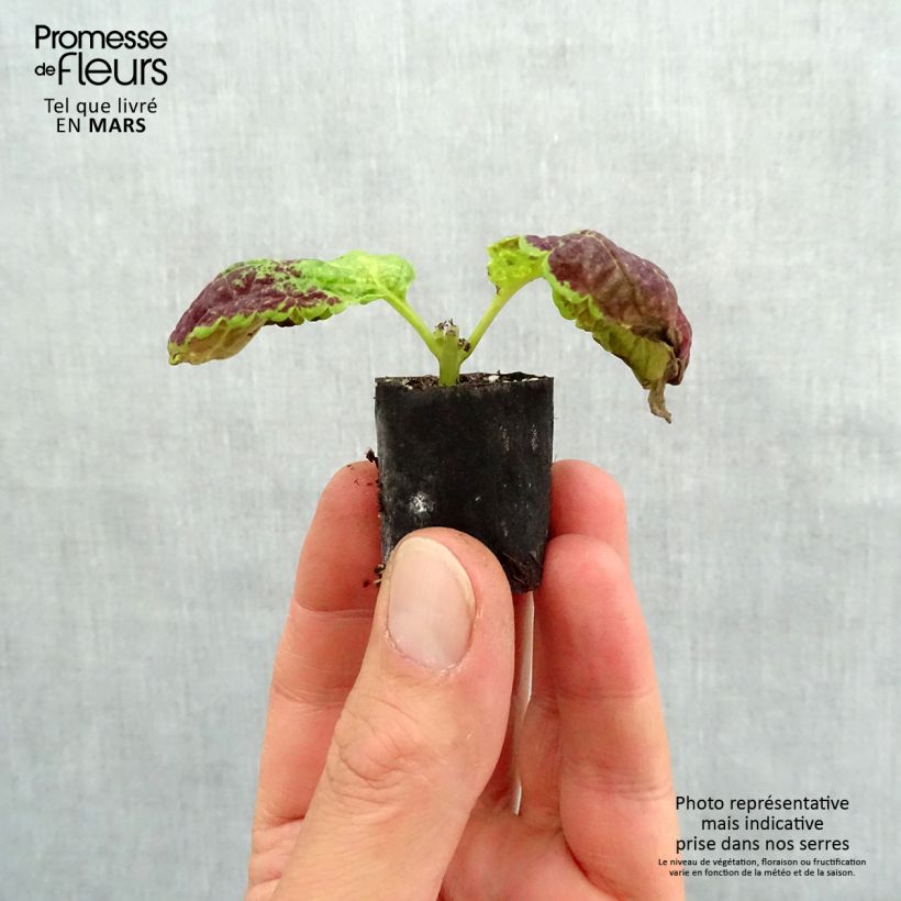 Coleus Copinto Bloody Mary Mini-motte 3 cm Ejemplar entregado en la primavera