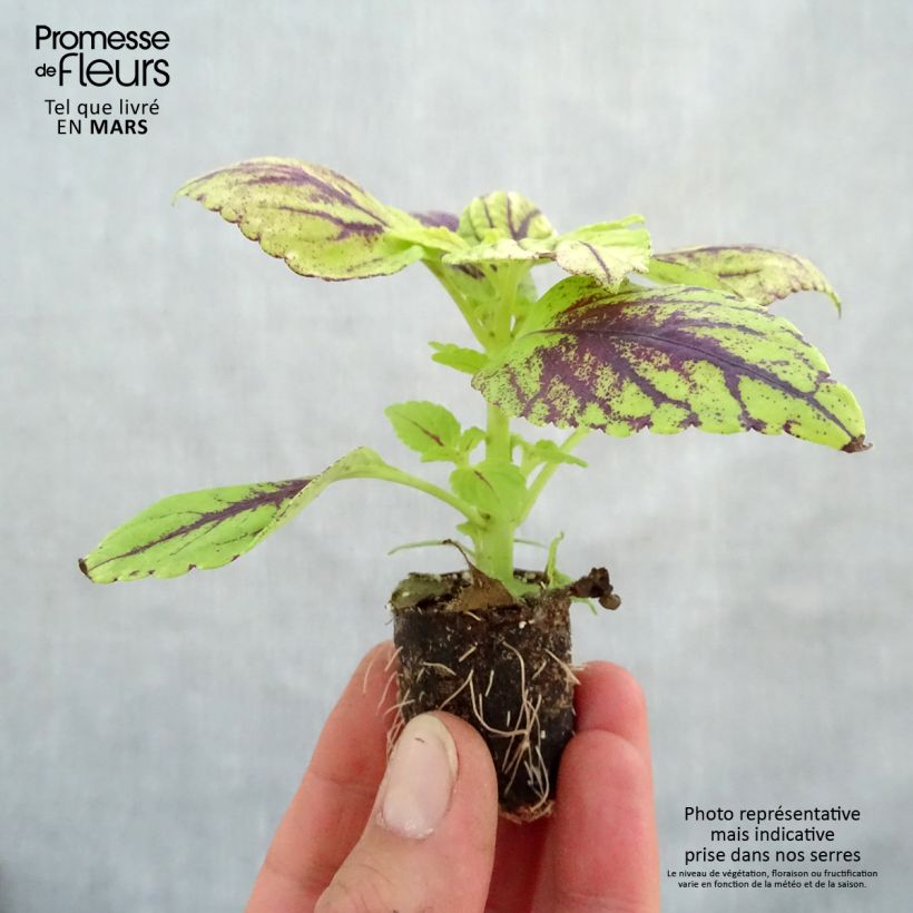 Coleus Copinto Caipirinha Mini-motte 3 cm Ejemplar entregado en la primavera